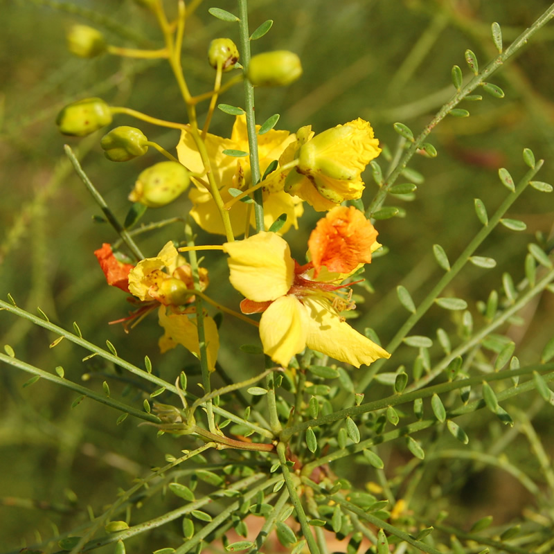 FLORA Y FAUNA